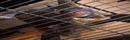 Rat rodents for sale: 2 Fancy boy brother rats for sale  - Advert 3