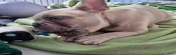 French Bulldog dogs for sale: Lilac fawn beautiful Frenchie boy. Singleton in Canvey Island - Advert 5