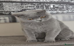 British Shorthair cats for sale: GCCF BSH Girl - Image 4