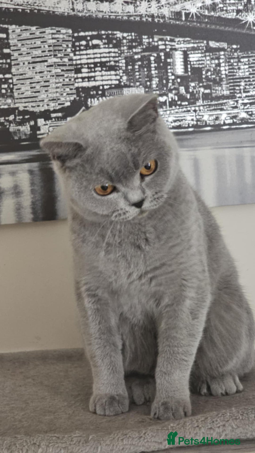 British Shorthair cats for sale: GCCF BSH Girl - Image 4