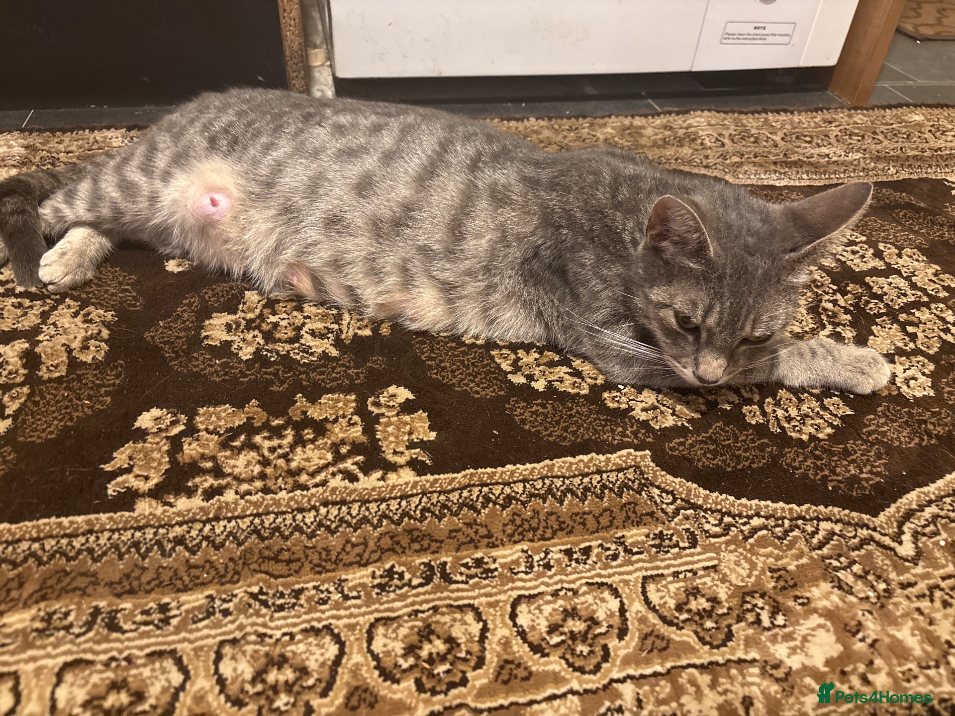 Mixed Breed cats 5 BEAUTIFUL KITTENS AVAILABLE  - Advert 4
