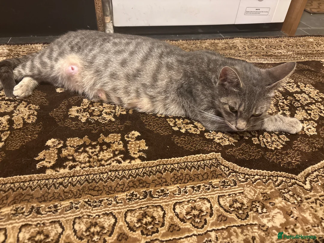 Mixed Breed cats for sale: 5 BEAUTIFUL KITTENS AVAILABLE  - Advert 1