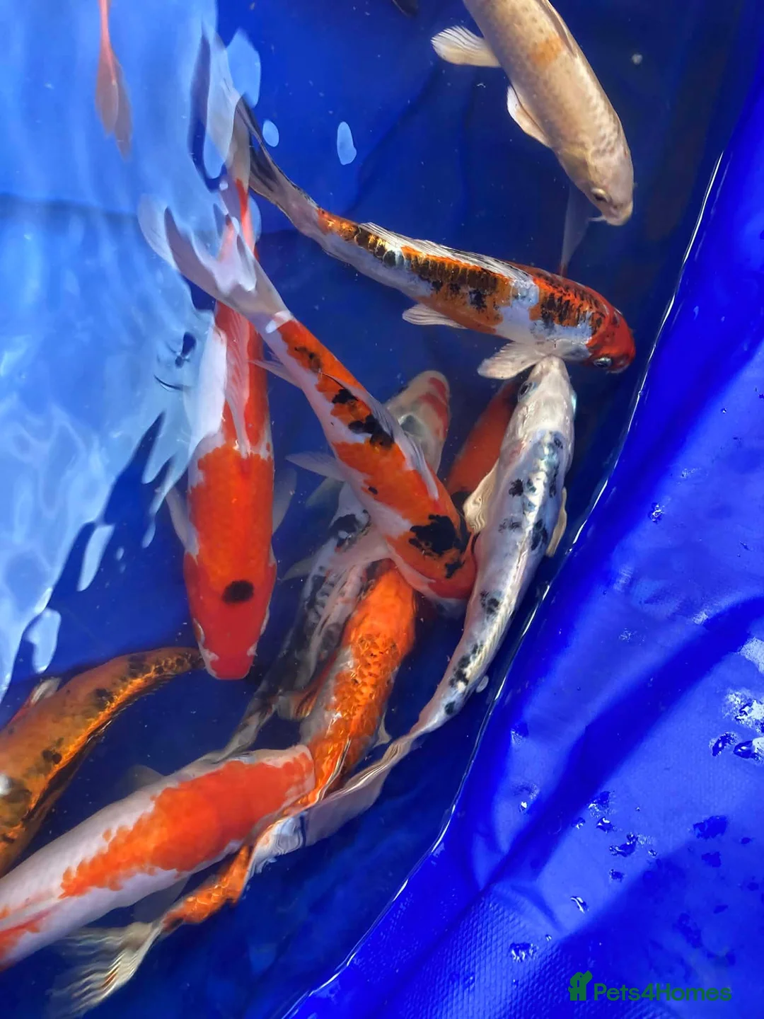 Pond Fish fish for sale: Pond closure Koi in Coventry - Advert 2