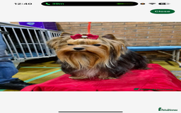 Yorkshire Terrier dogs for sale: Mini Yorkshire terrier puppy available  - Image 6