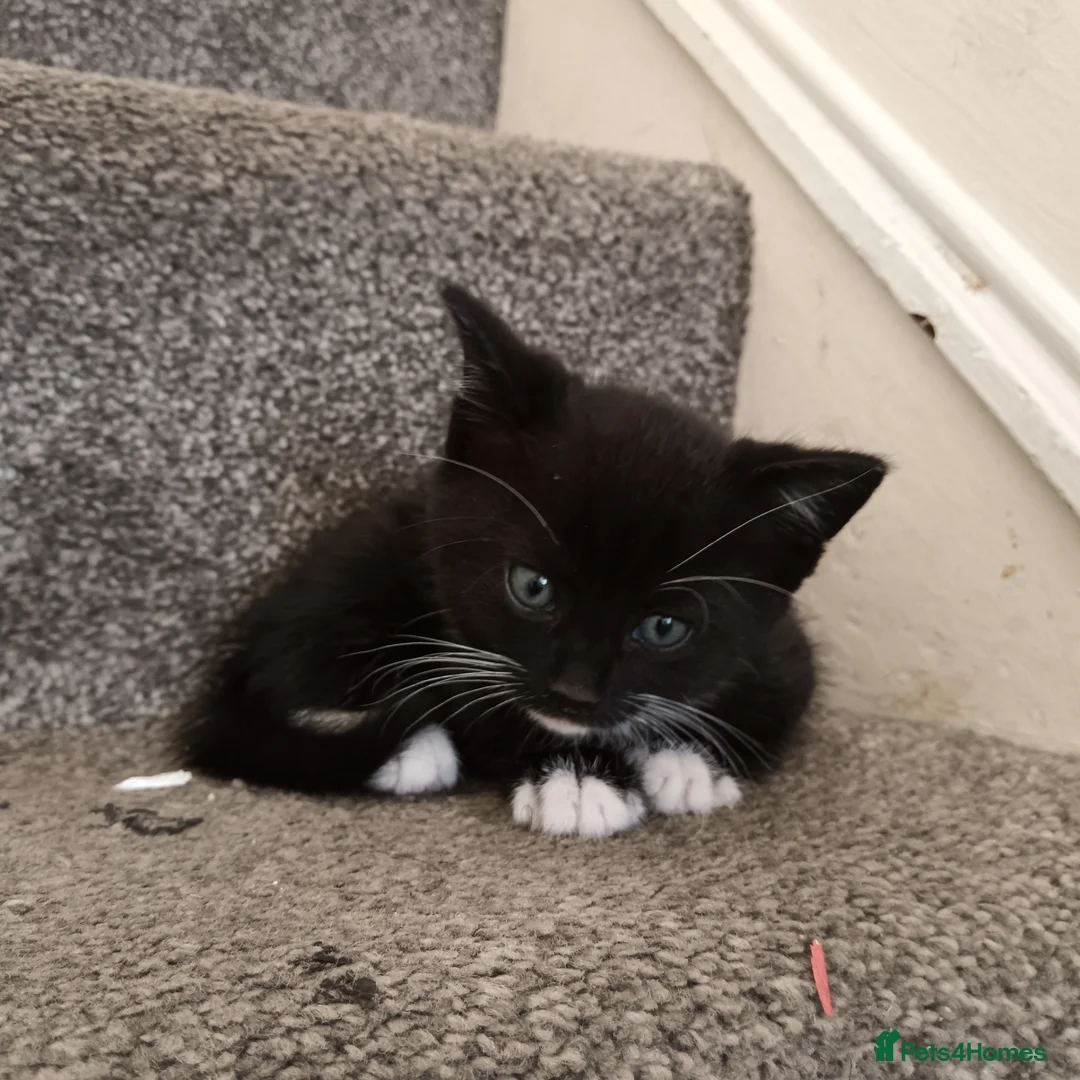 British Longhair cats for sale: 2 male kittens for sale - Advert 2