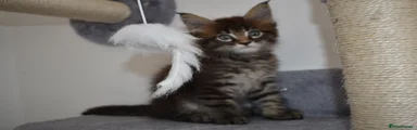 Maine Coon 6