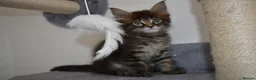 Maine Coon cats for sale: Majestic fluffballs FOR SALE - Advert 2