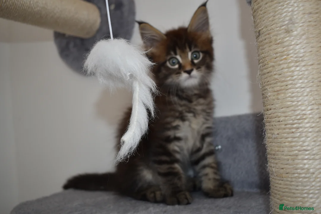 Maine Coon cats for sale: Majestic fluffballs FOR SALE - Advert 2