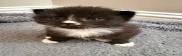 British Shorthair cats for sale: A litter of four beautiful kittens.  - Advert 5
