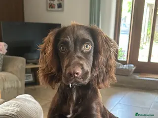 Cocker Spaniel dogs 6 Liver Cocker Spaniel Puppies - Advert 3