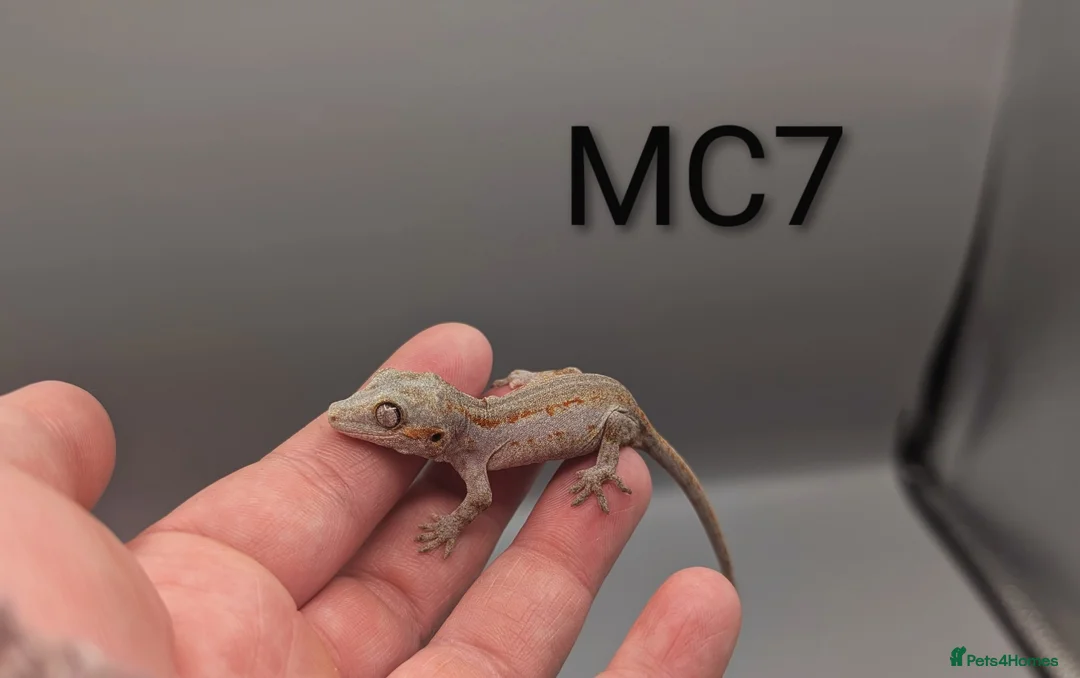 Gecko reptiles for sale: Orange Stripe Gargoyle Gecko - Advert 1