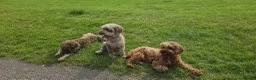 Cavapoo dogs for sale: e and black cavapoos  - Advert 2