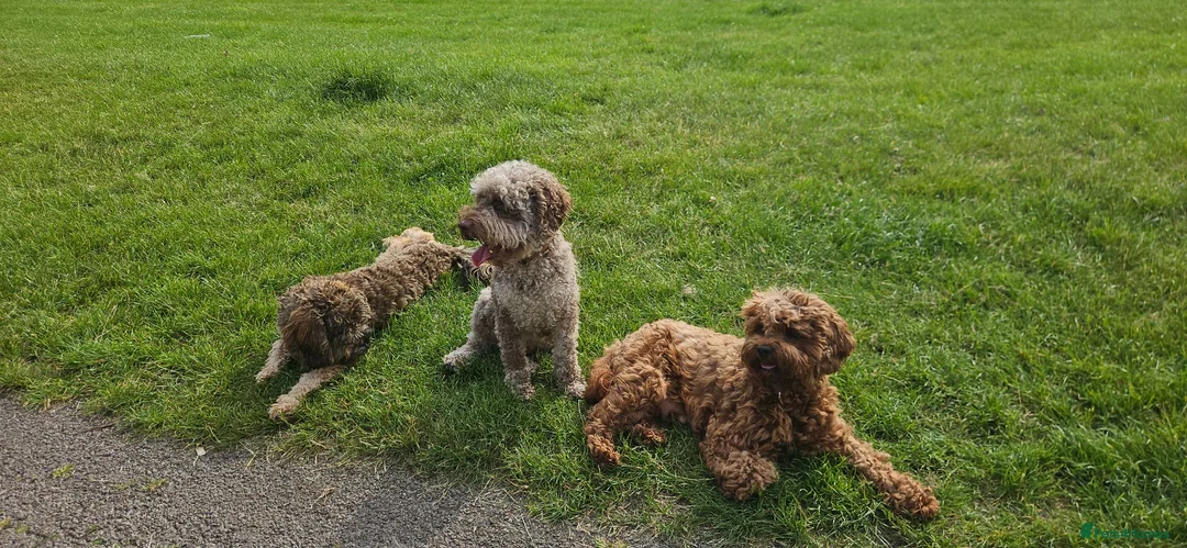 Cavapoo dogs for sale: e and black cavapoos  - Advert 2