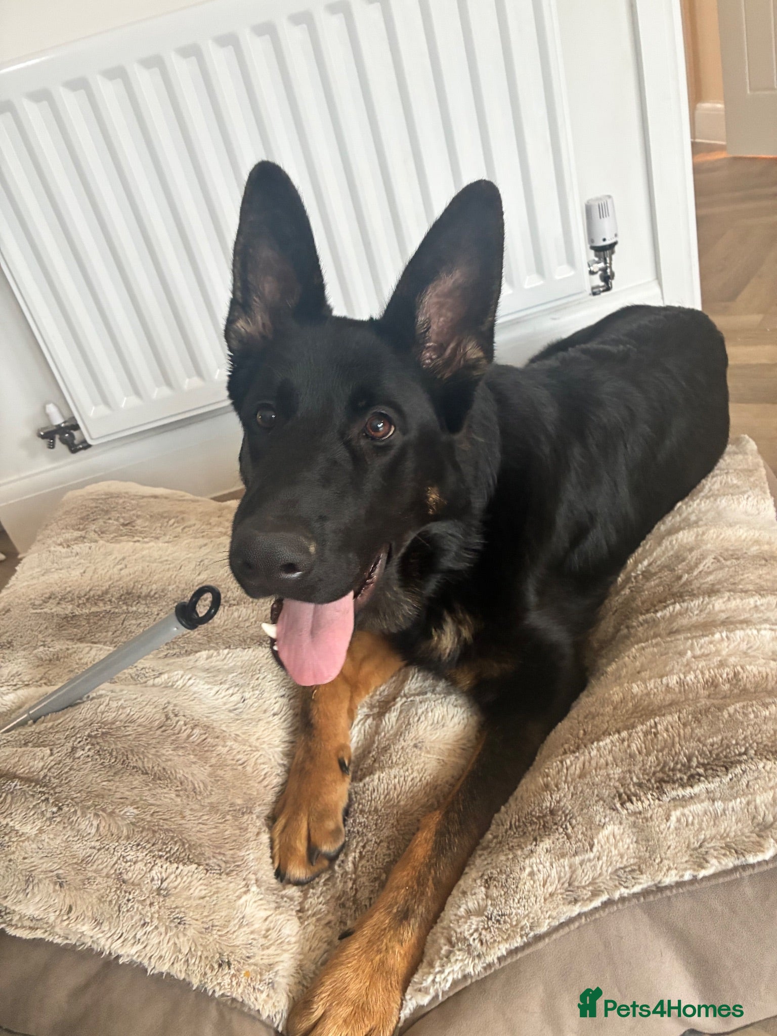 German Shepherd dogs 6 month male German Shepherd - Advert 1
