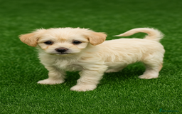 Bichon Frise dogs for sale: Adorable Pure Bichon Frise Puppy Now in London - Image 3