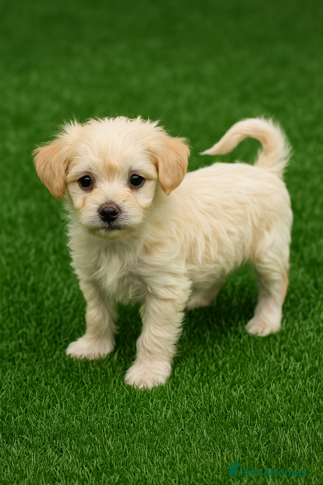 Bichon Frise dogs for sale: Adorable Pure Bichon Frise Puppy Now in London - Image 3