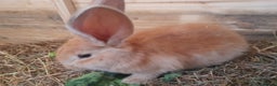 Continental Giant rabbits for sale: Beautiful Pure Continental Giant Babies - Advert 4