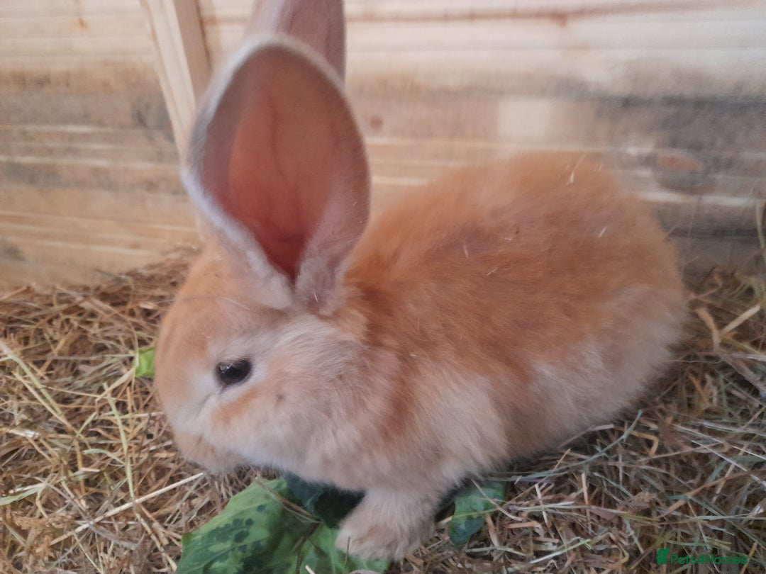 Continental Giant rabbits for sale: Beautiful Pure Continental Giant Babies - Advert 4