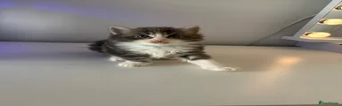 Maine Coon 3