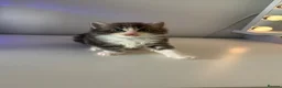 Maine Coon cats for sale: Maine coon kittens  in Winsford - Advert 10