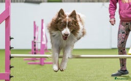 Border Collie dogs for stud: Fully health tested lilac duel KC/ISDS For stud  in Boston - Image 9