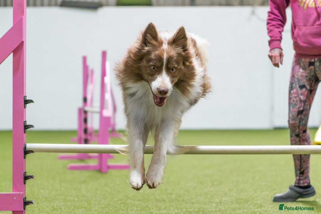 Border Collie dogs for stud: Fully health tested lilac duel KC/ISDS For stud  in Boston - Image 9