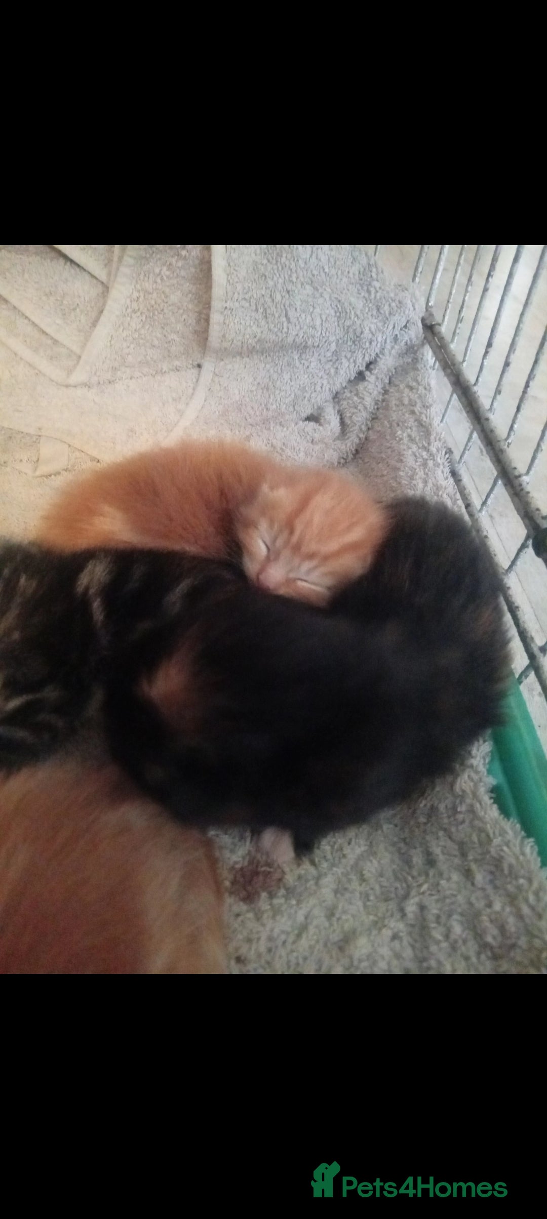 Munchkin cats for sale: Adorable female ginger munchkin and 2muchkin cross - Image 4