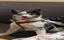 Pomsky dogs for sale: Beautiful female pomsky - Image 1