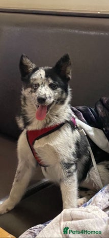 Pomsky dogs - Advert 1