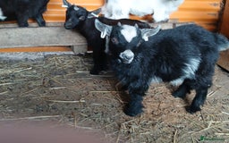 Goats livestock for sale: Pygmy Goat Wether kids for sale  - Image 6