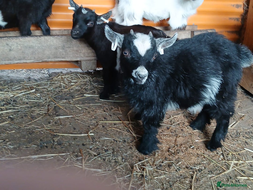 Goats livestock for sale: Pygmy Goat Wether kids for sale  - Image 6