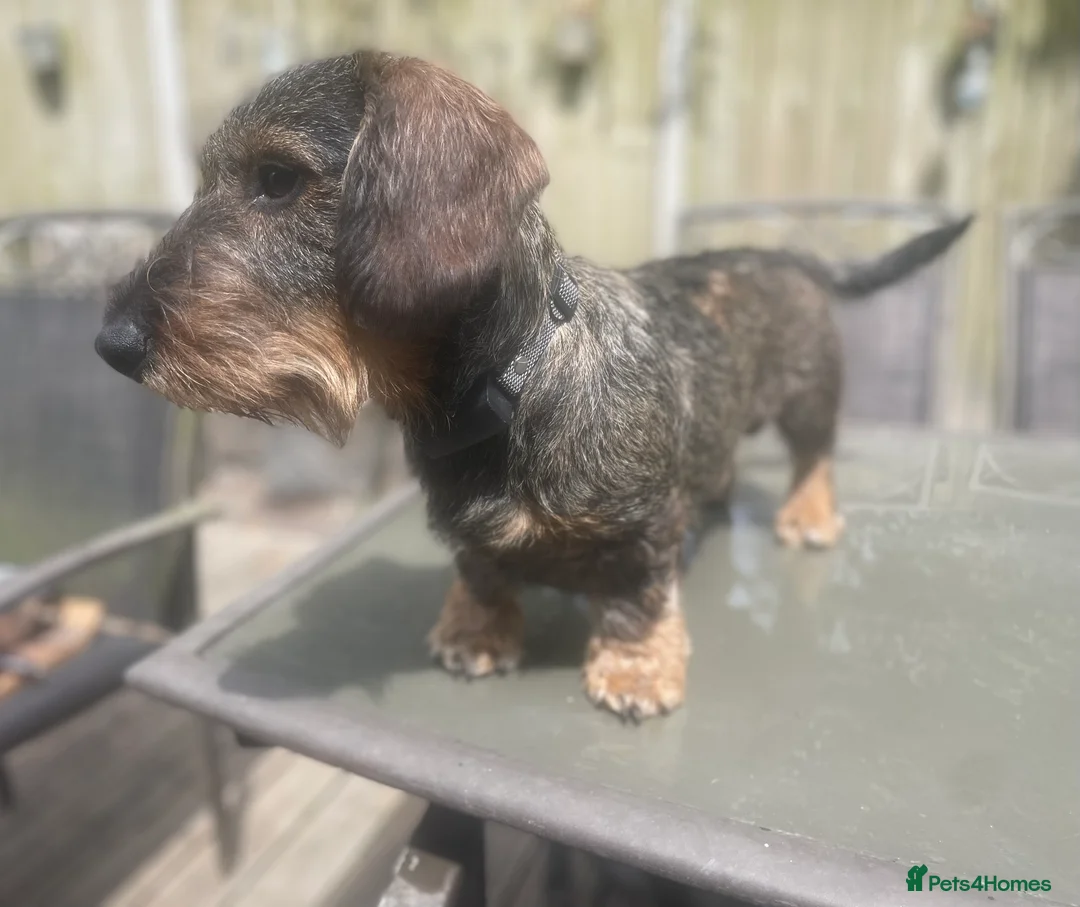Dachshund dogs for stud: Stunning Kc standard wirehaired  - Advert 4