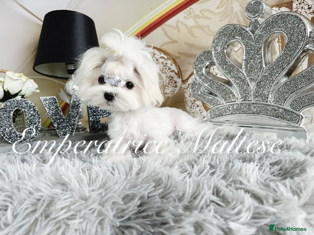 Maltese dogs for sale: Tiny KC Reg. Korean Line Maltese- by Emperatrice - Image 23