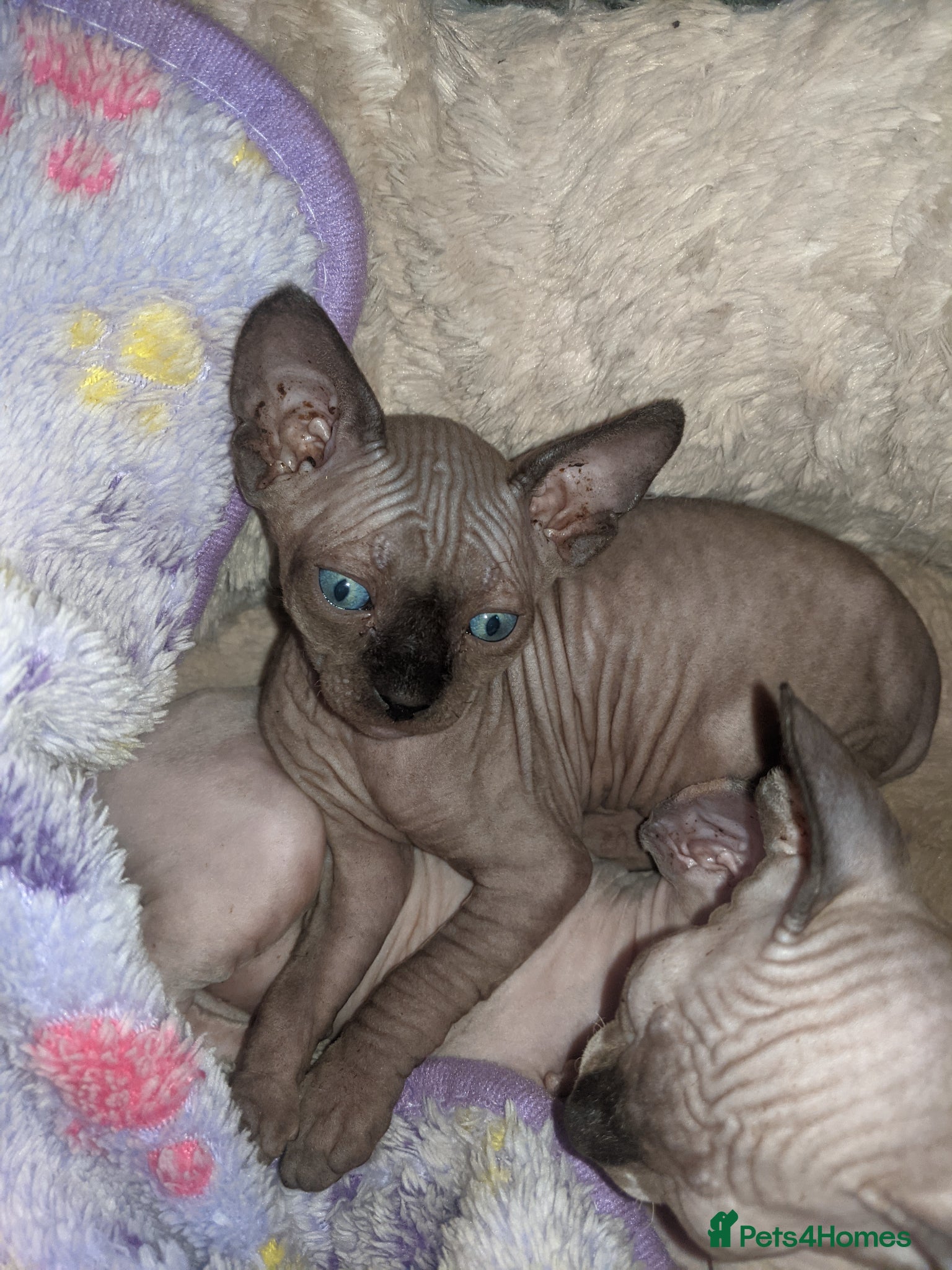Sphynx cats Hurry up last dark grey boy with sky blue eyes  - Advert 3