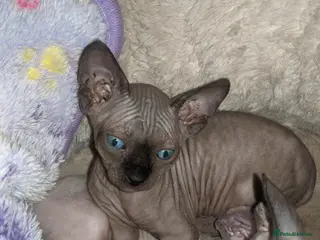 Sphynx cats Hurry up last dark grey boy with sky blue eyes - Advert 3