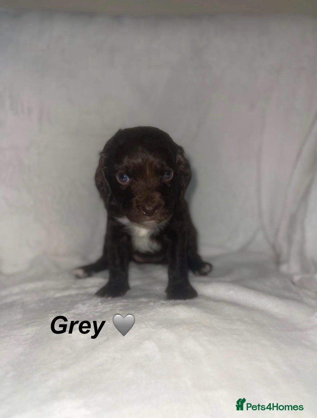 Cockapoo dogs for sale: Cockapoo Puppies Looking For Their Forever Homes💕 - Advert 6