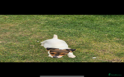 Jack Russell dogs for sale: Jack russel puppies  - Image 10