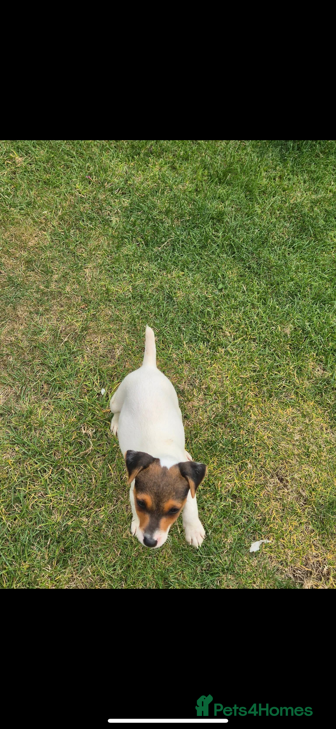 Jack Russell dogs for sale: Jack russel puppies  - Image 10
