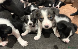 Border Collie dogs for sale: Border collie puppies - Image 1