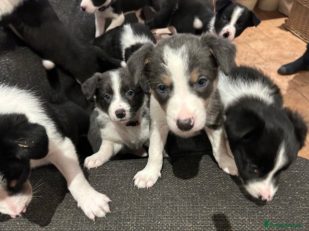 Border Collie dogs - Advert 3