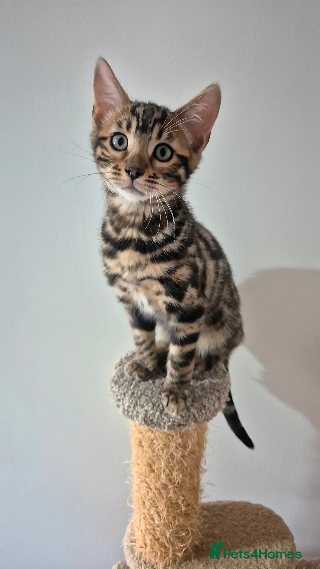 Bengal cats for sale: Pure Bred Bengal Kitten - Image 5