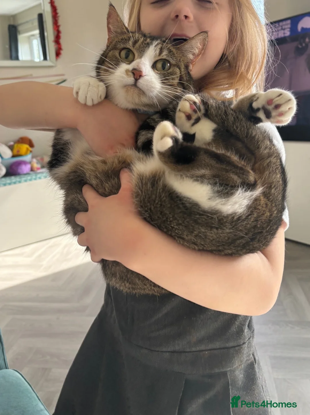 Mixed Breed cats for sale: Affectionate cat - Advert 2