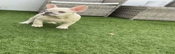 French Bulldog dogs for sale: French bulldog puppies are ready for a new home  - Advert 1
