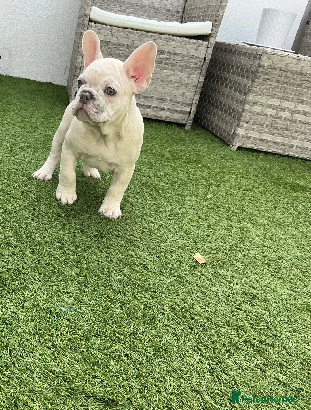 French Bulldog dogs for sale: French bulldog puppies are ready for a new home  - Advert 1