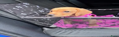 Labrador Retriever 1