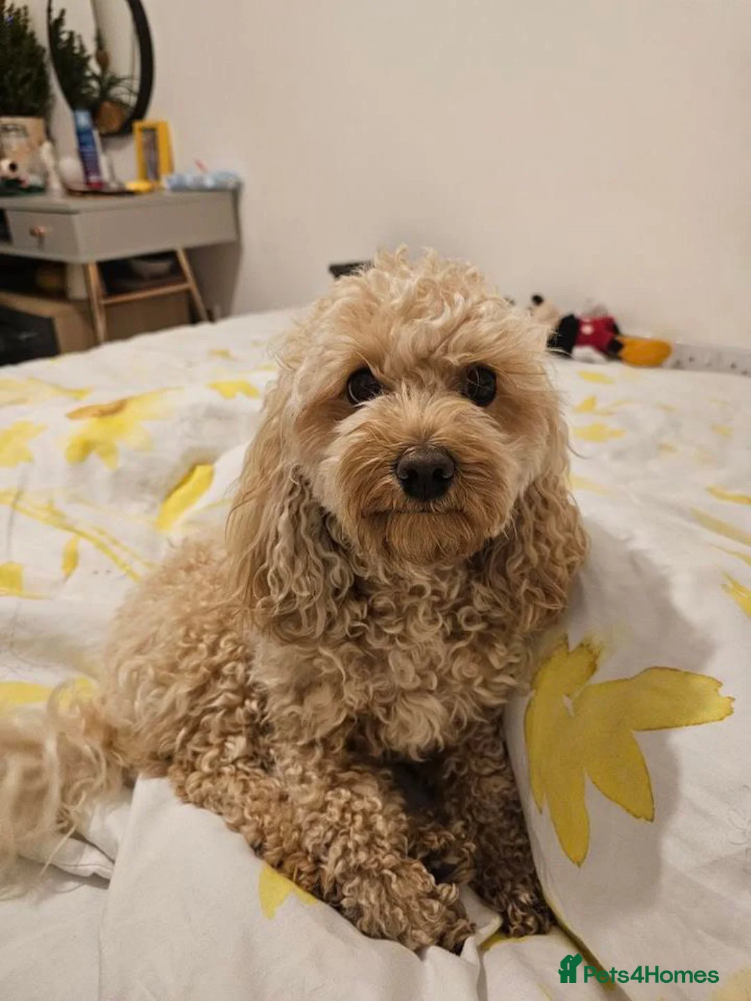 Cavapoochon dogs for sale: Cavapoochon puppies for adortion - Advert 2