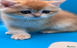 British Shorthair cats for sale: GCCF BSH BY12 GOLDEN CHOCOLATE KITTENS  - Image 10