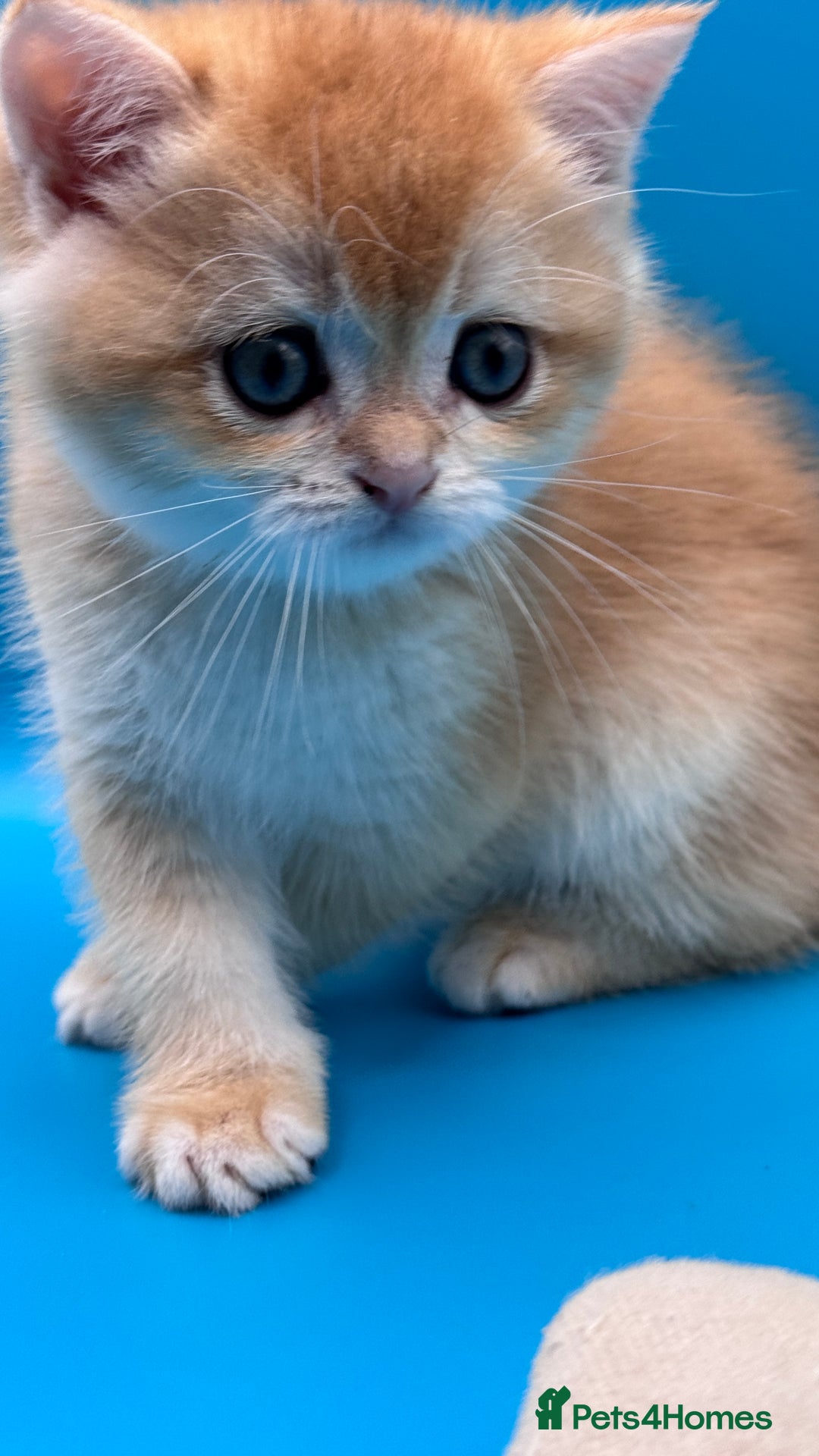 British Shorthair cats for sale: GCCF BSH BY12 GOLDEN CHOCOLATE KITTENS  - Image 10