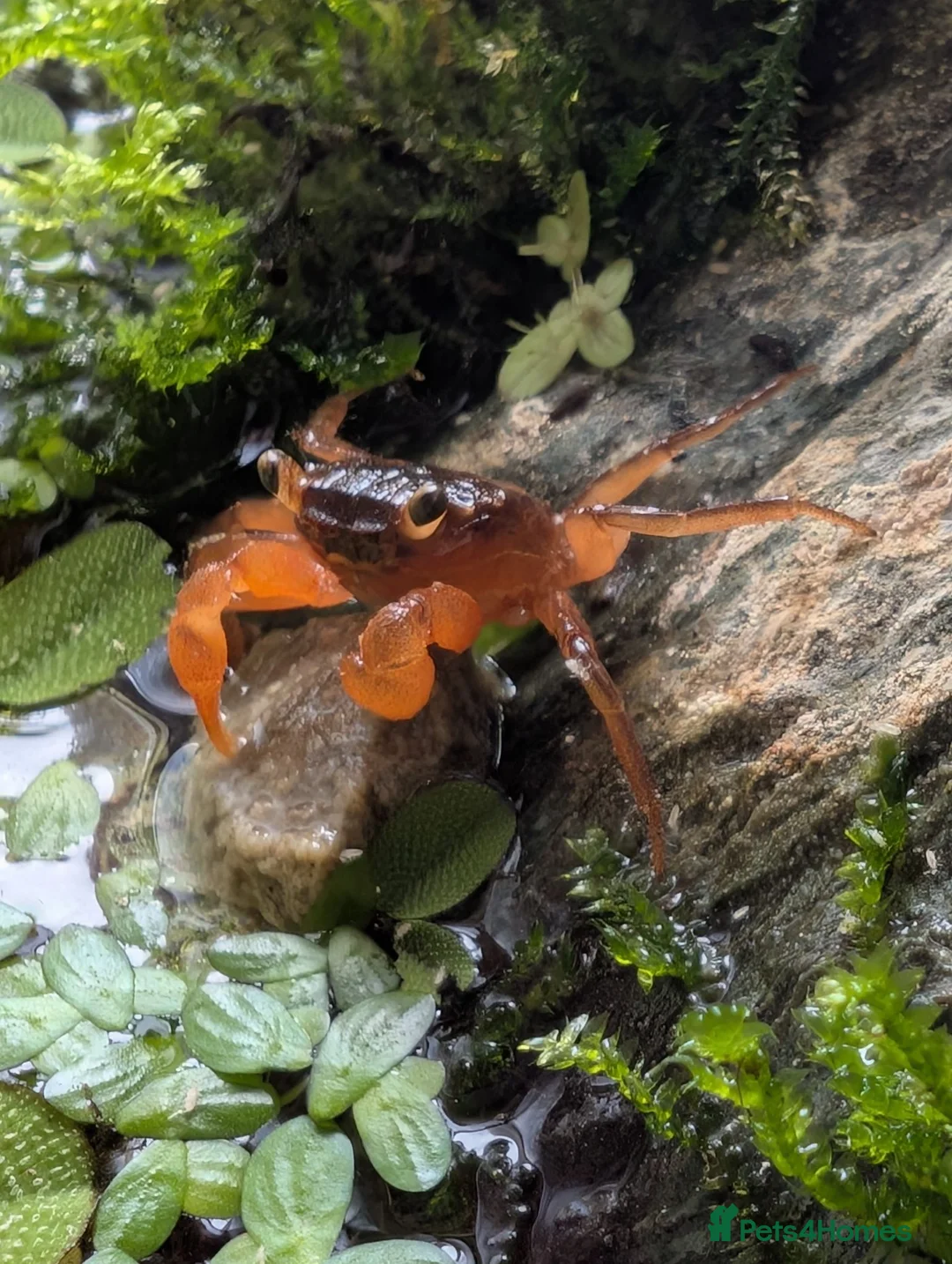 Crabs fish for sale: Tomato Vampire Crabs, Tanks, Food, everything - Advert 2