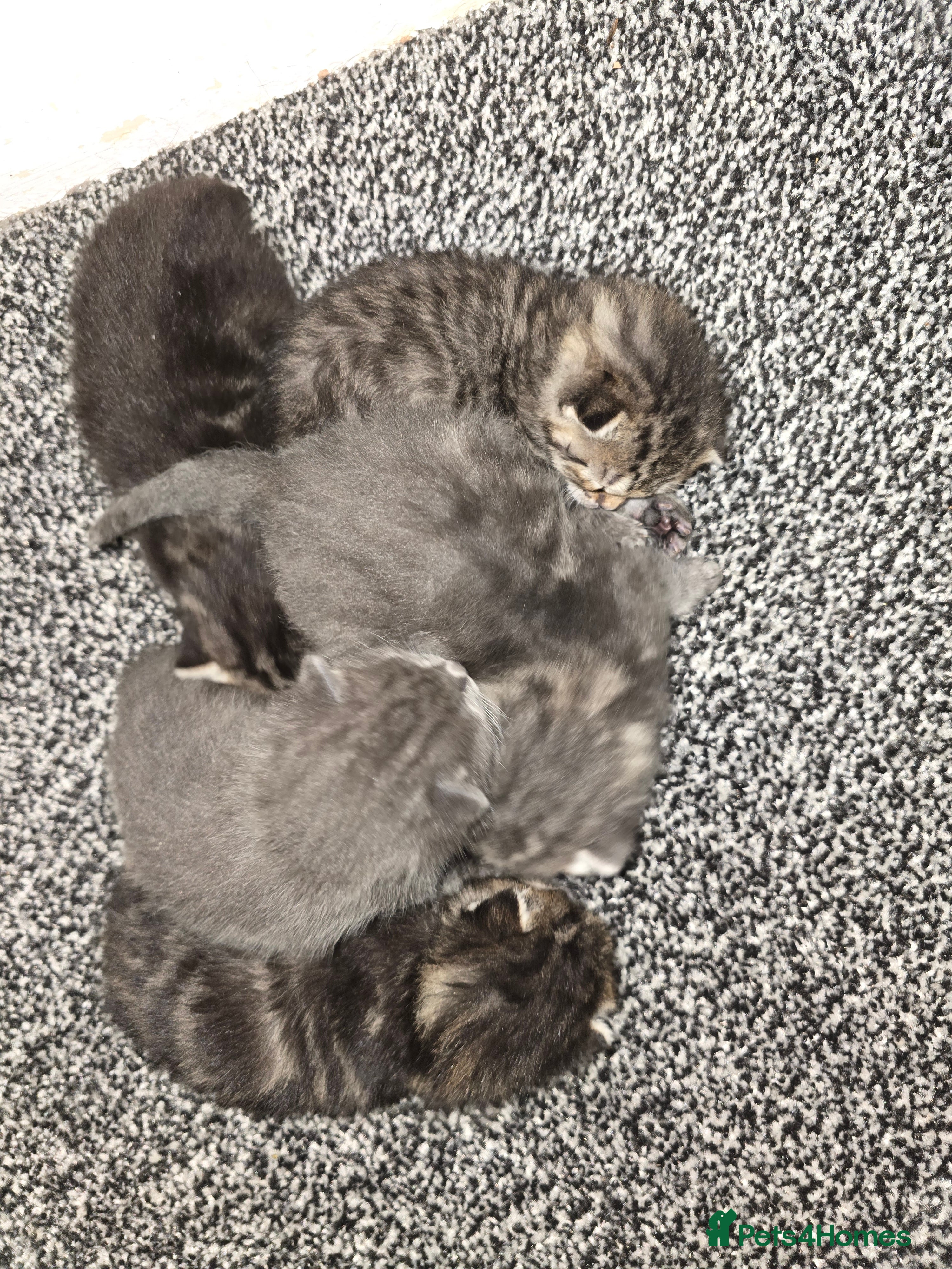 Mixed Breed cats Small mixed breed fluffy kittens - Advert 1